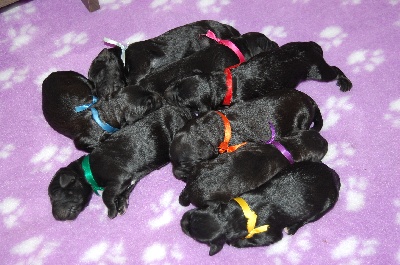 Du coeur des trésors - Puppies are born on 12/09/2011 